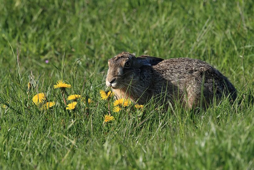 European hare (Lepus europaeus) Texel Island Holland by Frank Fichtmüller