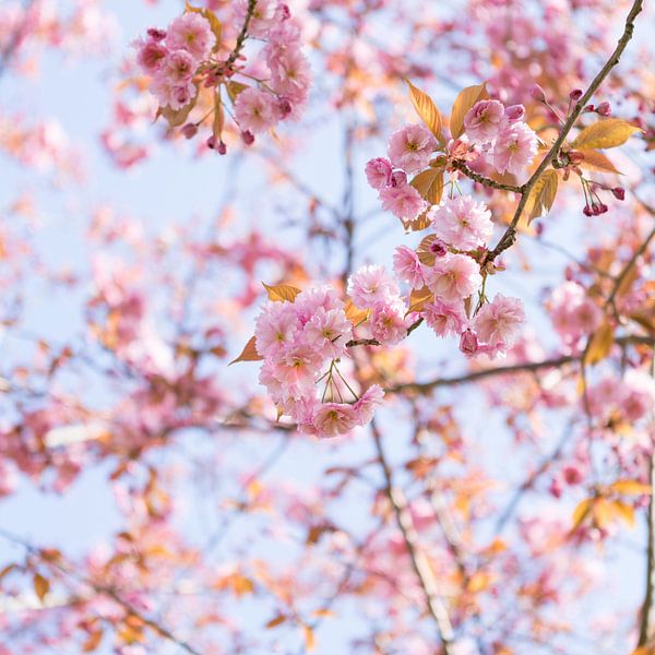 Blossom by Gini Roth