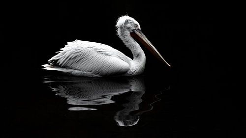 Pélican blanc sur le côté.