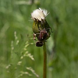 Beast on flower by Fenneke Visscher