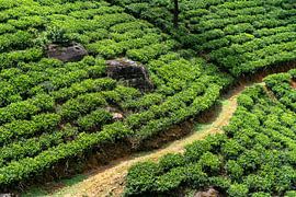 Des théiers verdoyants entourant de gros rochers et un sentier de terre près de Nuwara Eliya, au Sri Lanka