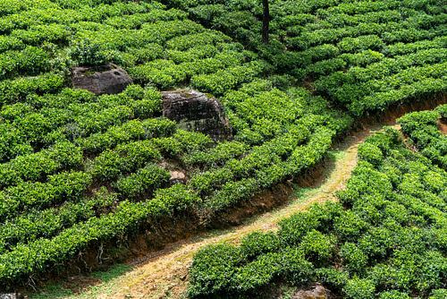 Des théiers verdoyants entourant de gros rochers et un sentier de terre près de Nuwara Eliya, au Sri Lanka