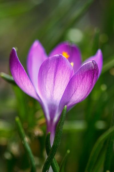 Crocus by Sylvia Van Dijk