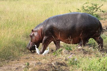 Nijlpaard (Hippopotamus amphibius), Uganda van Alexander Ludwig