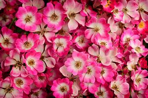 Roses sauvages