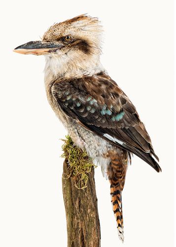 Rariteitenkabinet_Vogel_06 Kookaburra