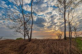 Arbres sur la côte de la mer Baltique près de Graal Müritz sur Rico Ködder