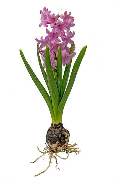 Blue grape hyacinth with onion, leaves ahttps://www.ohmyprints.com/de/Bildeinstellungen/295#tab_nl_0 by Hans-Jürgen Janda