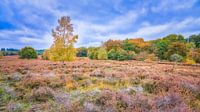 Ermelosche Heide in autumn by eric van der eijk thumbnail