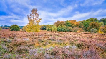 Ermelosche Heide in de herfst van eric van der eijk