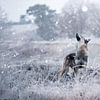 Loup d'hiver sur Kim van Beveren