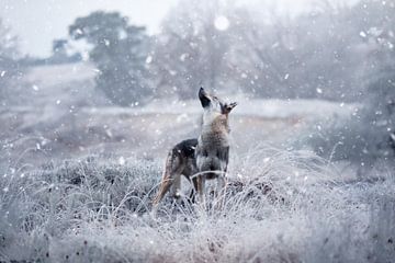 Winter Wolf by Kim van Beveren