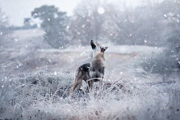 Loup d'hiver sur Kim van Beveren