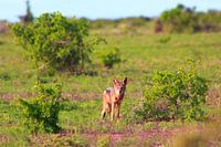 "Fox in the Picture".