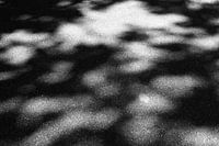 Shadows on the street
