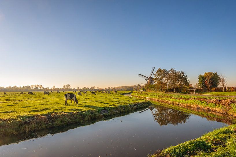 Paysage de polder avec vaches et moulin à vent, Oud-Alblas par Ruud Morijn