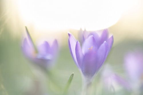 Paarse Krokus | Zonsondergang | Natuurfotografie