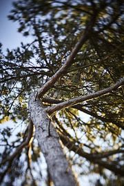 Heavenly Tree by Karel Ham