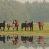 Nieuwsgierige paarden (IV) van Anneke Hooijer