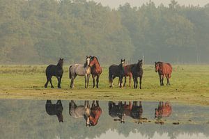 Curious horses (IV)