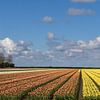 Colored tulipfield / Colored tulipfield by Henk de Boer