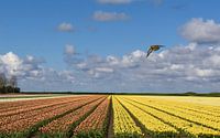 Tulipfield coloré / Tulipfield coloré par Henk de Boer Aperçu