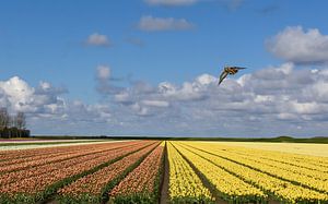 Gekleurd tulpenveld / Colored tulipfield van Henk de Boer