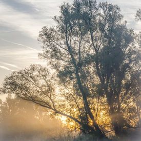 Early autumn morning. sur Wildfotografie NL