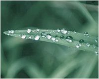 Morning Rain