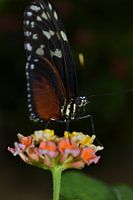 Vlinder