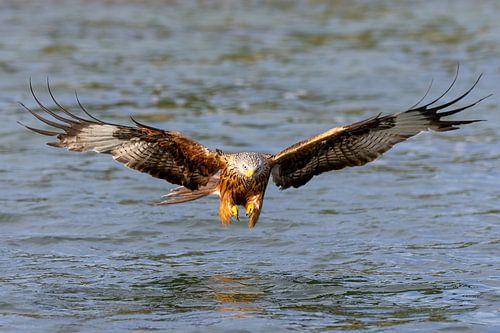 A red kite catches a fish