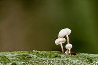 Paddestoelen van Ellen Driesse thumbnail