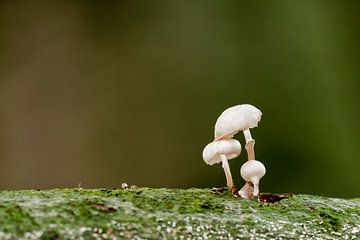 Champignons sur Ellen Driesse