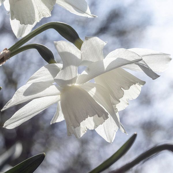 Beautiful Pure White Daffodils by Imladris Images