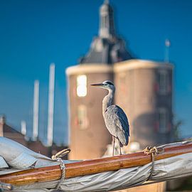 Heron at rest on a mast in Enkhuizen harbour by Harrie Muis