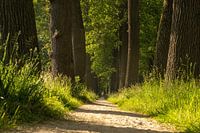 Footpath through the forest