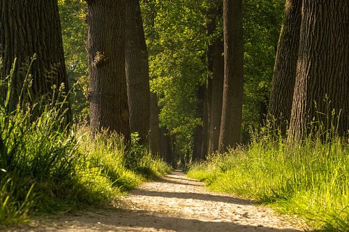 Wandelpad door het bos