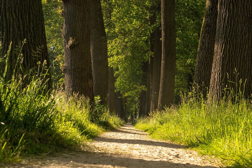 Footpath through the forest by Leon Exterkate