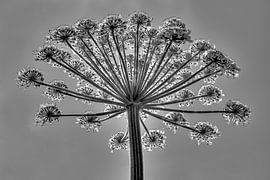 Berenklauw by MarDie van der Helm