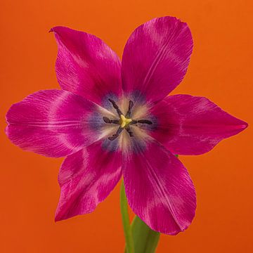 Eyecatcher Pop of Colour in het vierkant: Een open fuchsia kleurige tulp in oranje van Marjolijn van den Berg