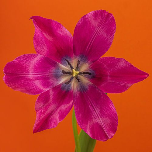 Eyecatcher Pop of Colour in square: An open fuchsia-coloured tulip in orange by Marjolijn van den Berg