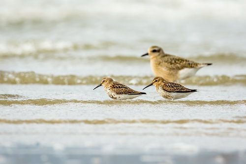 Couple de Beachcomber