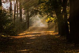 Bospad bij Amerongen
