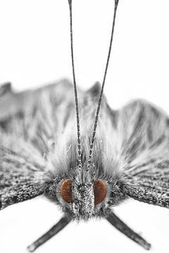 Schmetterling von Malte Pott