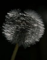 Bloesem van de paardenbloem