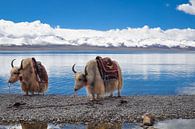 2 Yaks in Tibet von Dennis Timmer Miniaturansicht