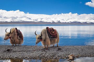 2 yaks au Tibet sur Dennis Timmer
