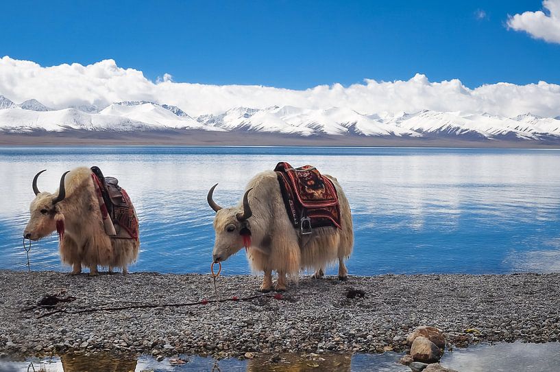 2 Yaks in Tibet von Dennis Timmer