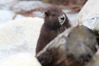 Marmot van Vancouver Eiland, Marmota vancouverensis, Mount Washington, in de natuurlijke habitat, Va van Frank Fichtmüller thumbnail