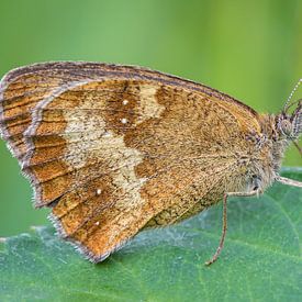 Bruine vlinder op blad van Fokko Erhart